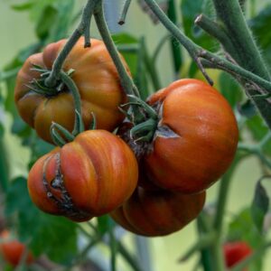 Tomates anciennes (coeur de boeuf,…)