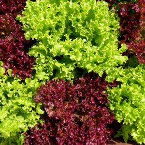 Salade de chêne rouge