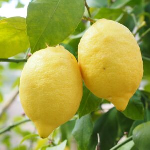 Citron  +- 250g