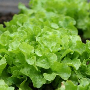 Salade de chêne verte
