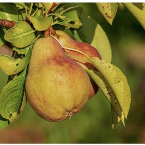Poire +- 1kg